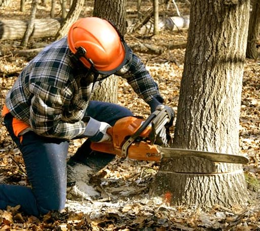Tree Removal in Hardtner, KS